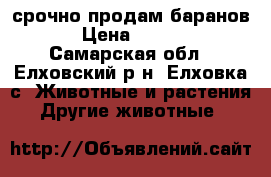 срочно продам баранов  › Цена ­ 7 000 - Самарская обл., Елховский р-н, Елховка с. Животные и растения » Другие животные   